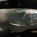 Arowana
