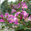Bauhinia