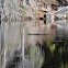 North American Beaver