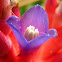 Bromeliad flower