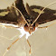 Crambid Moth