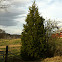 Eastern Red Cedar