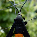 Peach tree Borer Female