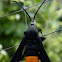 Peach tree Borer Female