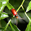 Lily beetle