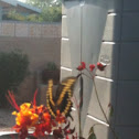 Giant Swallowtail