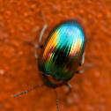 Darkling beetle