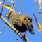 California Towhee