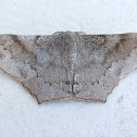 Geometrid moth