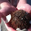Red Sea Urchin