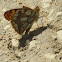 Queen of Spain Fritillary