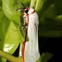 White Winged Red Costa Tiger Moth