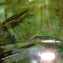 Ironcolor Shiner