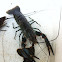 Black Lobster