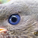 Satin Bowerbird