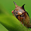Treehopper