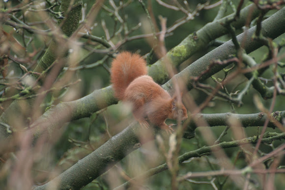 Spotting Image 1