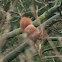 Eurasian Red Squirrel