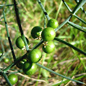 Esparraguera