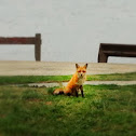 Red Fox