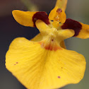 Knife-shaped oncidium