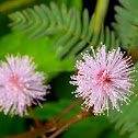 Dormilona