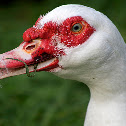 Muscovy Duck