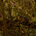Kingfisher