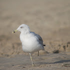 Ring Billed Gull