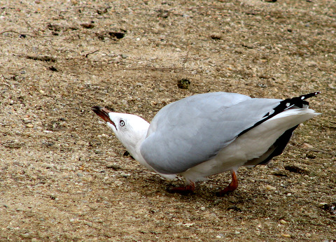 Spotting Image 1