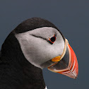 Frailecillo (Atlantic Puffin)
