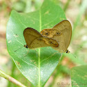 Common Brown Ringlet