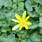 Lesser celandine