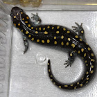 Spotted Salamander