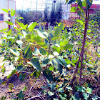 Fig Tree