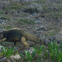 Iguana