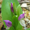 Showy Orchis