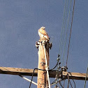 Red tailed hawk