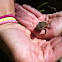 Toad