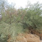 Blue Palo Verde