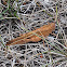 Carolina Grasshopper