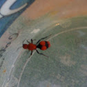 Red Velvet Ant