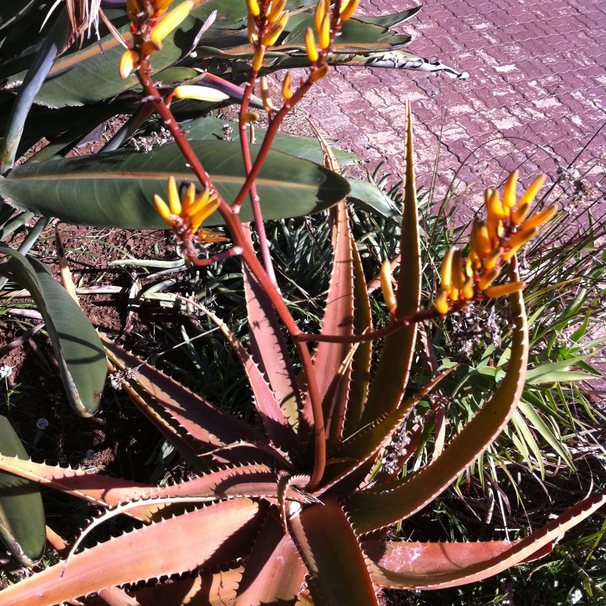 Aloe bafana