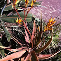 Aloe bafana
