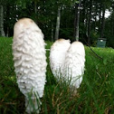 Shaggy mane