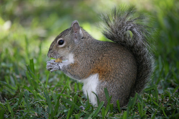 Spotting Image 1
