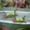 Saddleback caterpillars