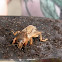 Tawny Mole Cricket