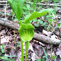 Jack in the Pulpit