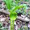 Jack in the Pulpit